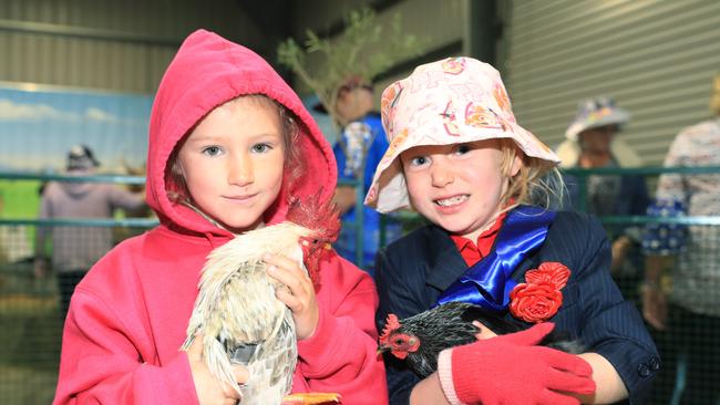 Grace Buckingham, 5, and Evie Nissen, 4, pat some baby chickens in the animal nursery on the second day of the Cairns Show. Picture: Brendan Radke