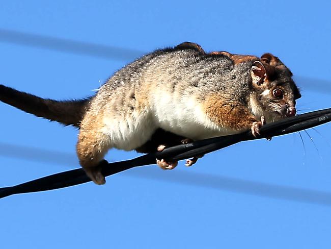 Ringtail Possum Mother And Joeys Escape Magpie Attack Daily Telegraph