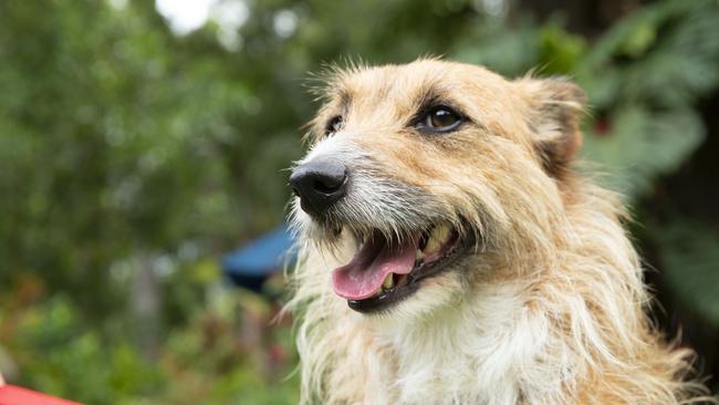 Five-year-old Terrier Cross Jessie, who is up for adoption at Sunshine Cost Animal Refuge. Photo Lachie Millard