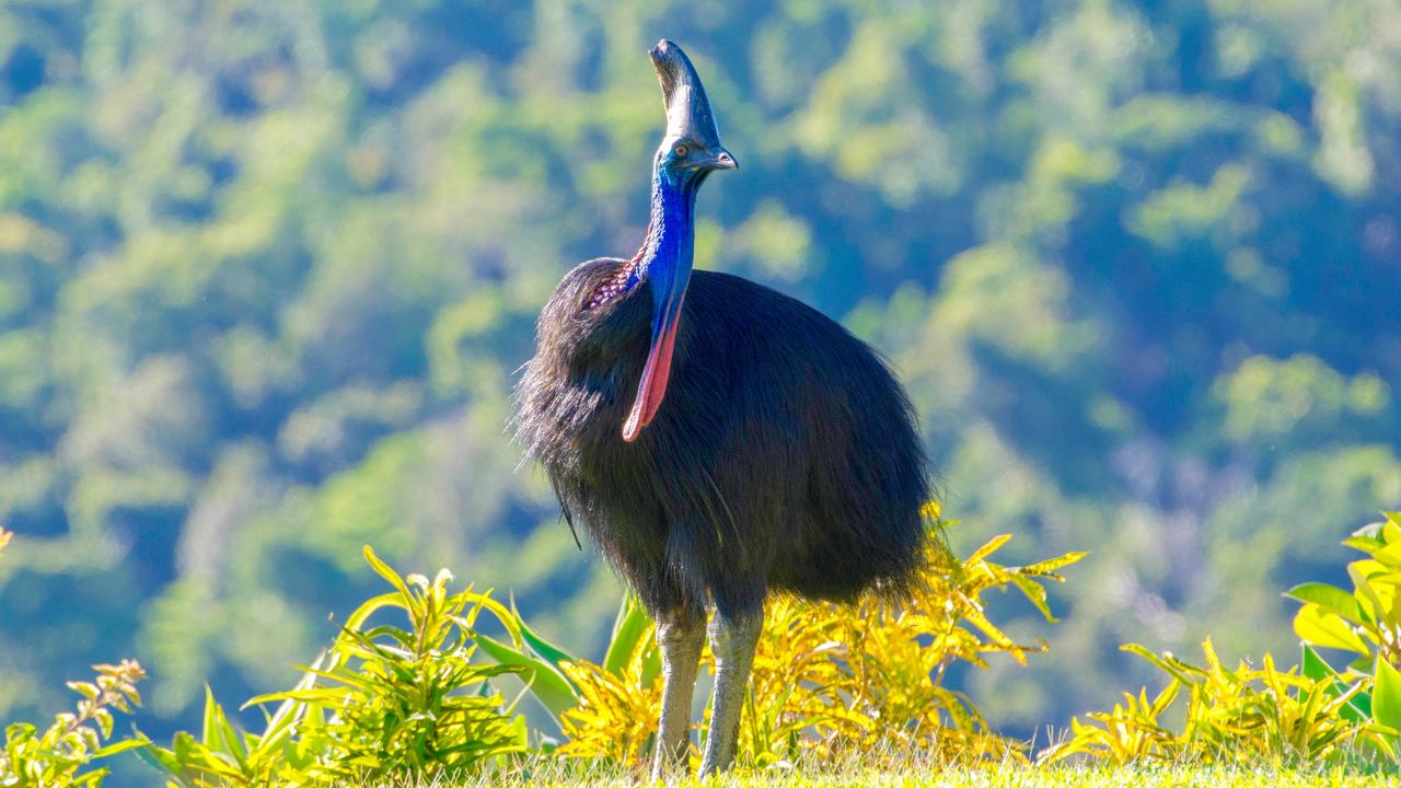 The southern cassowary is an endangered animal. Picture: supplied