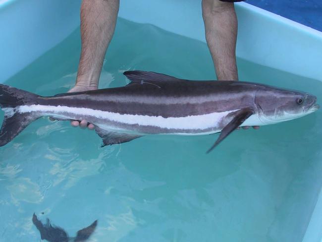 A cobia fish from a farm.