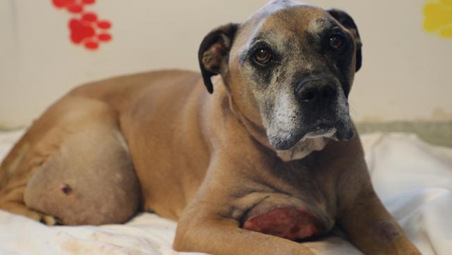 Hudson, a nine-year-old boxer cross, had to be euthanized after he was found due to his condition and poor prognosis.