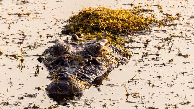 There are an estimated 100,000 saltwater crocodiles living in the Territory wild. Picture: Tourism NT/Jewels Lynch