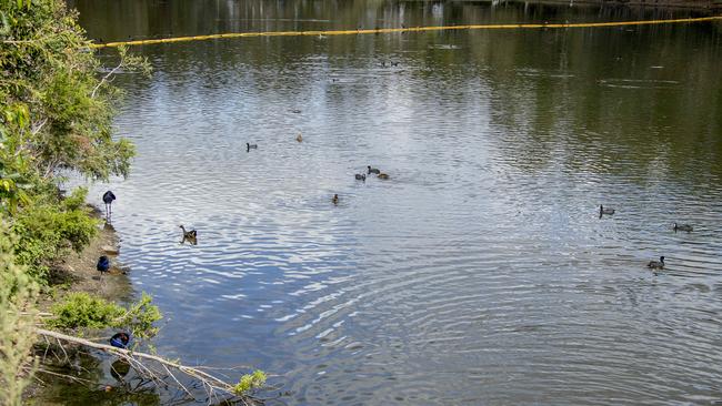 Birdlife at the lake Picture: Jerad Williams