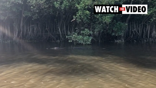 'Scarface' king of the Daintree River