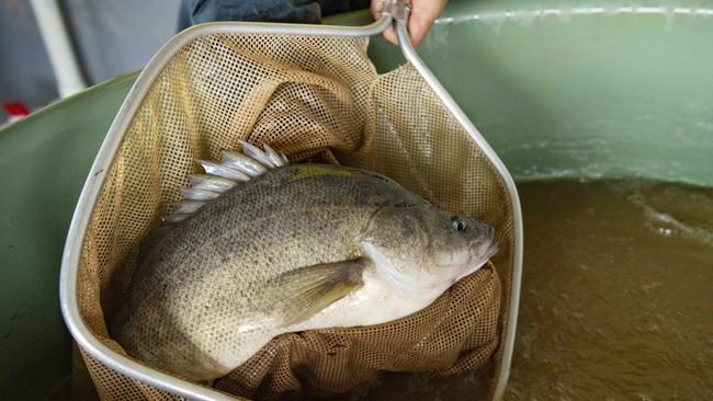 Golden harvest: Hormone injections are used to get Golden Perch to spawn. Picture: Zoe Phillips