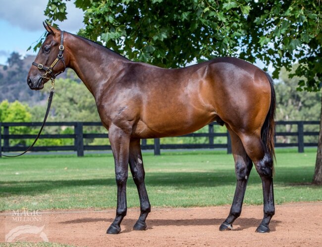 You could own this stunning Fastnet Rock colt. Picture: Magic Millions