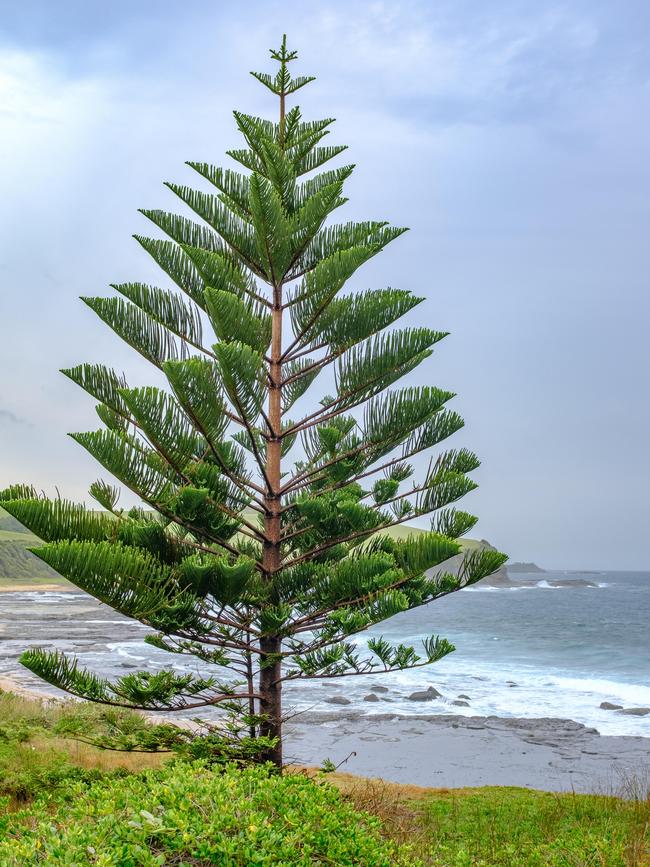 Norfolk Island Pine