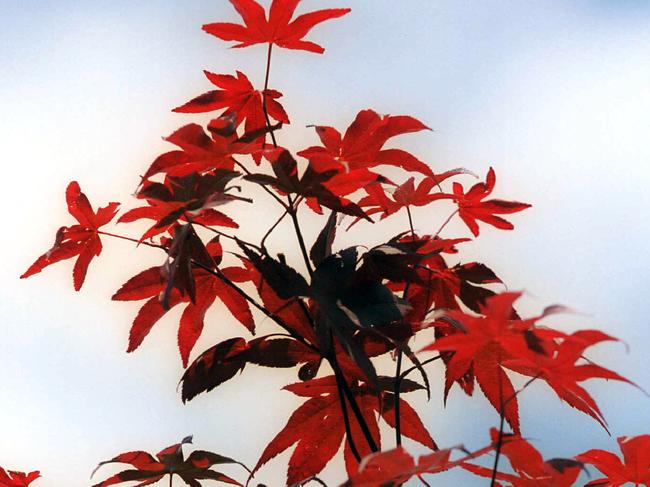 Son stole Japanese maple from TRC garden for his mum’s birthday