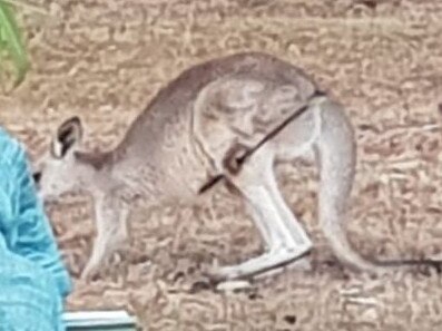 ‘Cruel act’: Desperate hunt for roo shot in shock arrow attack