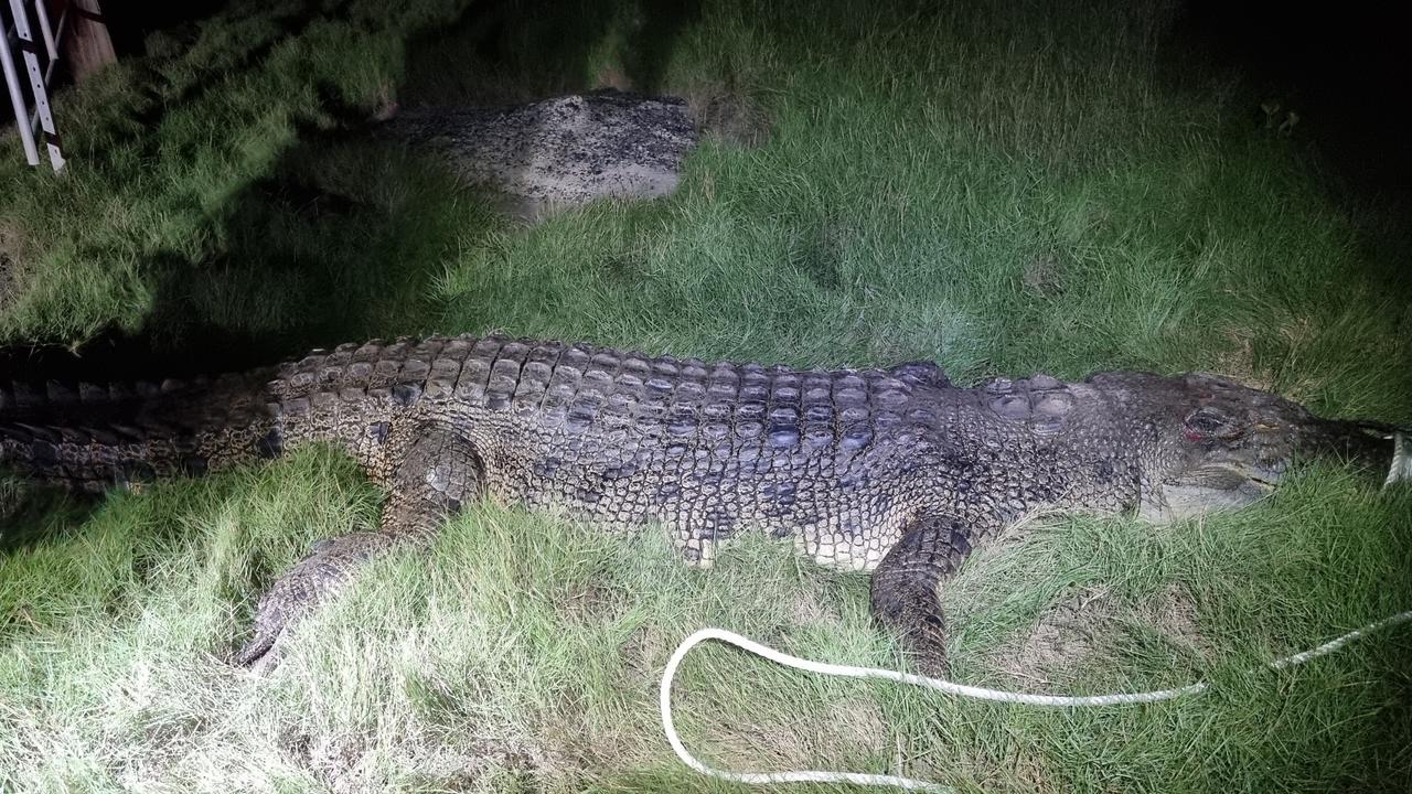 The removal of the 3.8m estuarine crocodile from a creek near Mackay was a reminder for the local community to always be Crocwise around the region’s water bodies. Picture: Qld Government.