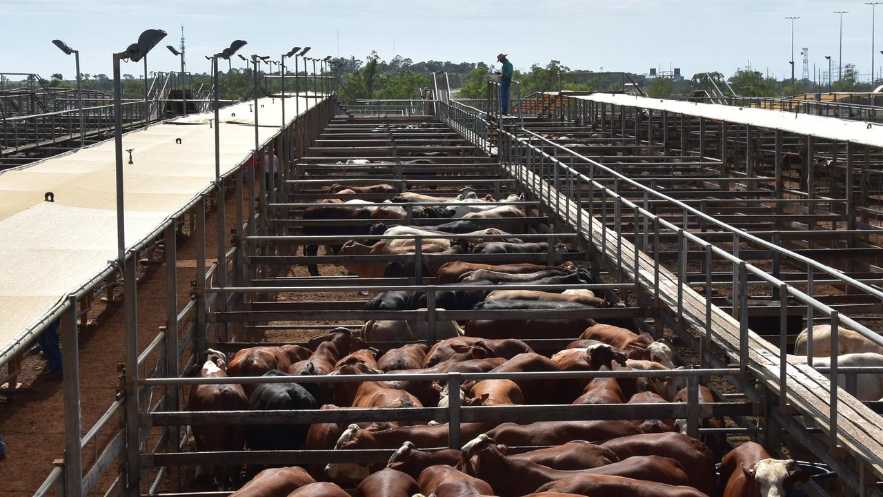 Revealed: Australia’s biggest cattle saleyards ranked | The Chronicle