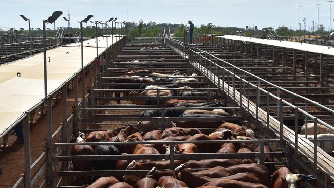 Behind the scenes look inside Australia’s largest saleyards