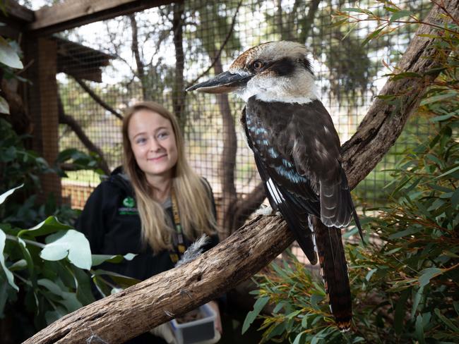 Bonorong Wildlife Sanctuary at Brighton in southern Tasmania, head keeper Melissa Gard and one of the Sanctuary's Kookaburras George.For a story about the ecological damage that Kookaburras cause in Tasmania where they are not native6/3/2019photography  Peter Mathew