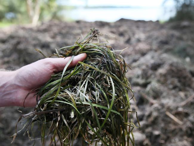 Rotting weed is an issue around Central Coast.. (AAP Image/Siue Graham)