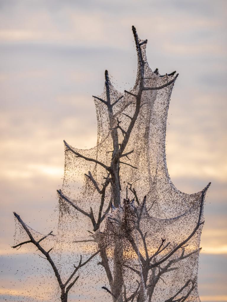 Spiders cover Australian region of Gippsland in cobwebs as they