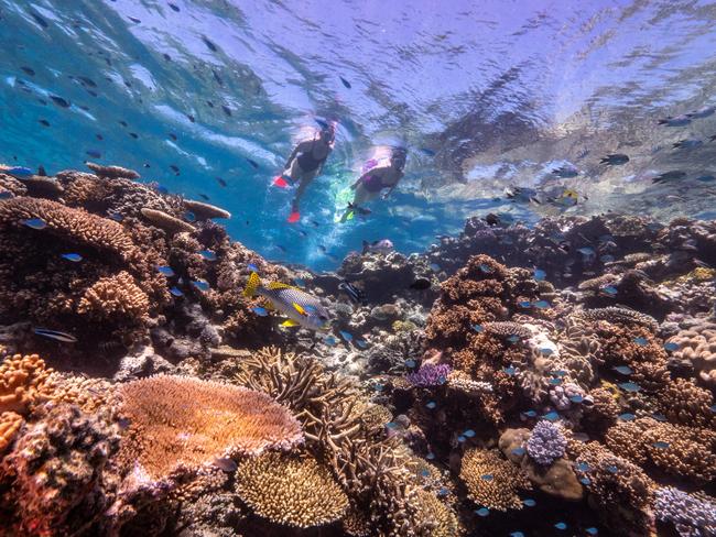 Snorkelling on the Great Barrier Reef