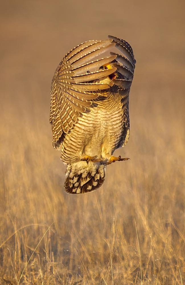 A playful Lesser Prairie Chicken from Kansas engages in a spirited game of peek-a-boo as it jumps through the field. Picture: Mike Krehbiel/TNC Photo Contest 2023