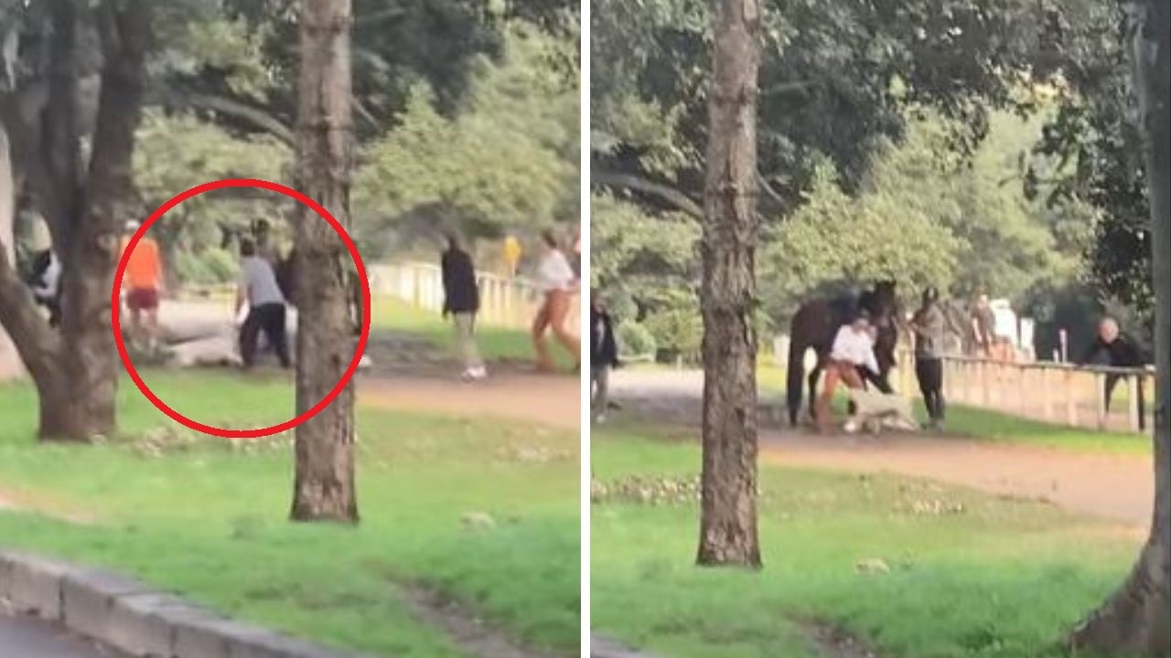 Disturbing footage has captured an unruly off leash dog attacking a horse in front of onlookers at one of Sydney’s busiest parks.