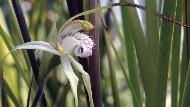 Caladenia saggicola - Sagg Spider Orchid. Picture: Peter Fehre