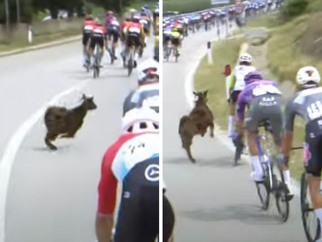 A goat ran onto the track during the Giro D'Italia.