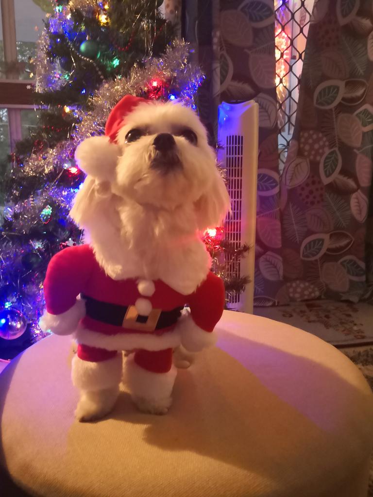 Shadow dressed up for Christmas. Picture: Monika Falconer