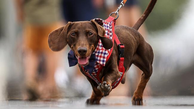 A new study has found a dog’s favourite word is walkies. Picture : NCA NewsWire / Ian Currie