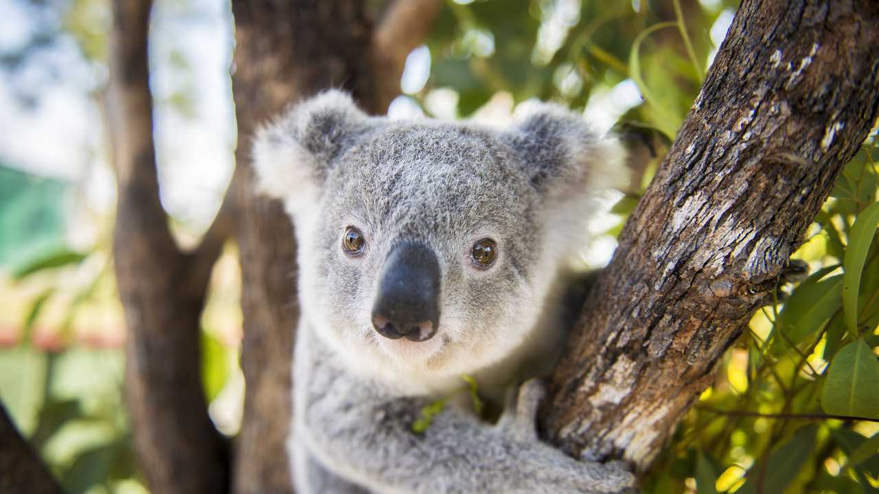 Jaliingirr Project will create koala corridors in forests | Daily Telegraph