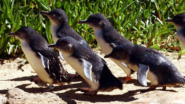 The population of little, or fairy, penguins around Manly has crashed to just 19 breeding pairs, down from a top of about 70 pairs. (AAP Image/Mick Tsikas)