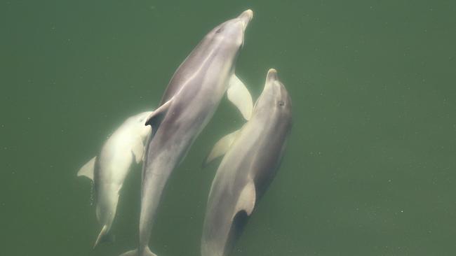 Port River dolphins rocket feeding, March 2022. Picture: Jenni Wyrsta