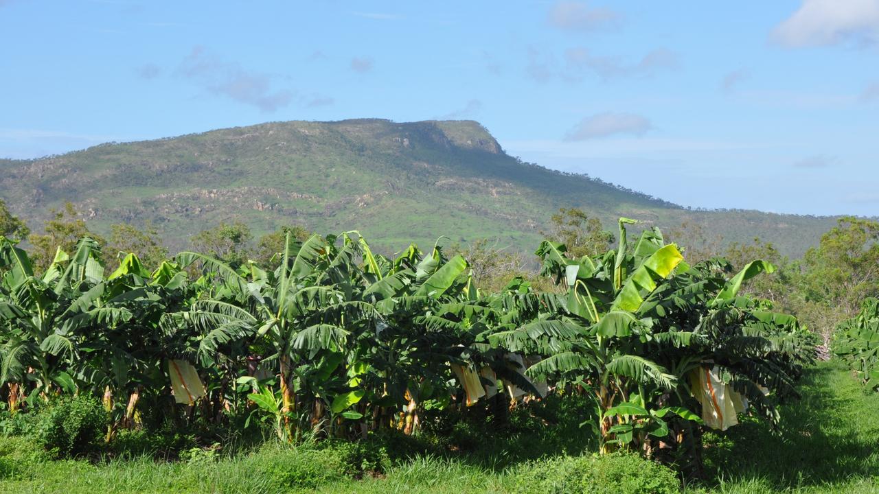 Around 500 metric ton of bananas are thrown away every week in North Queensland. Picture: Supplied.