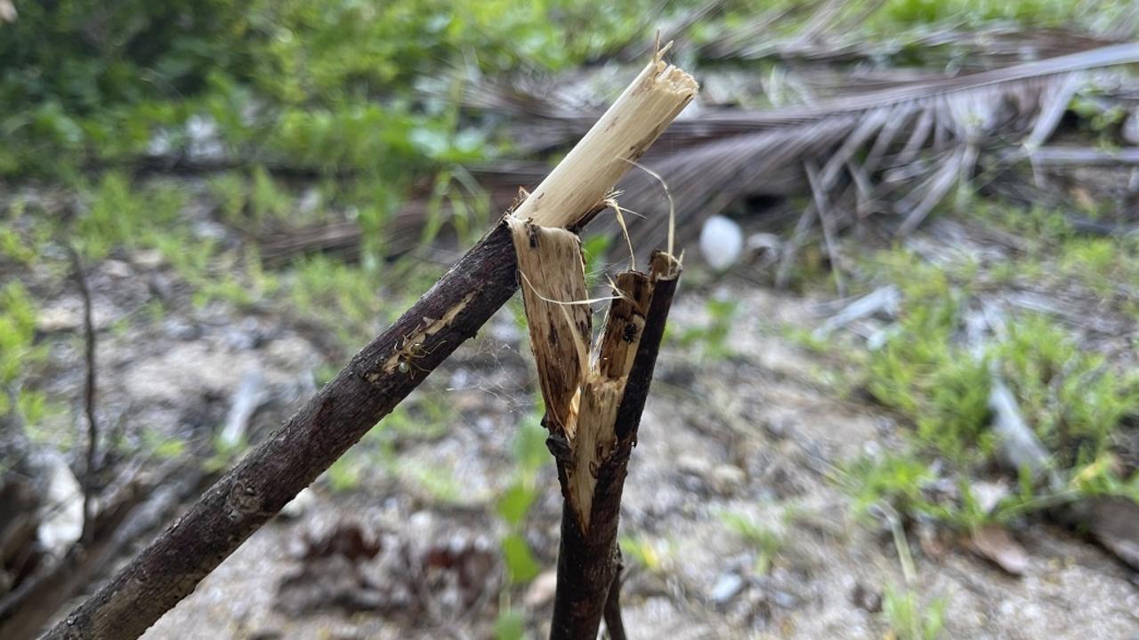 Environmental damage at 195 Haliday Bay Rd at Haliday Bay. Mackay Regional Council will take action, planting three trees for every one destroyed, and erecting a billboard educating the public against removing trees. Picture: Contributed