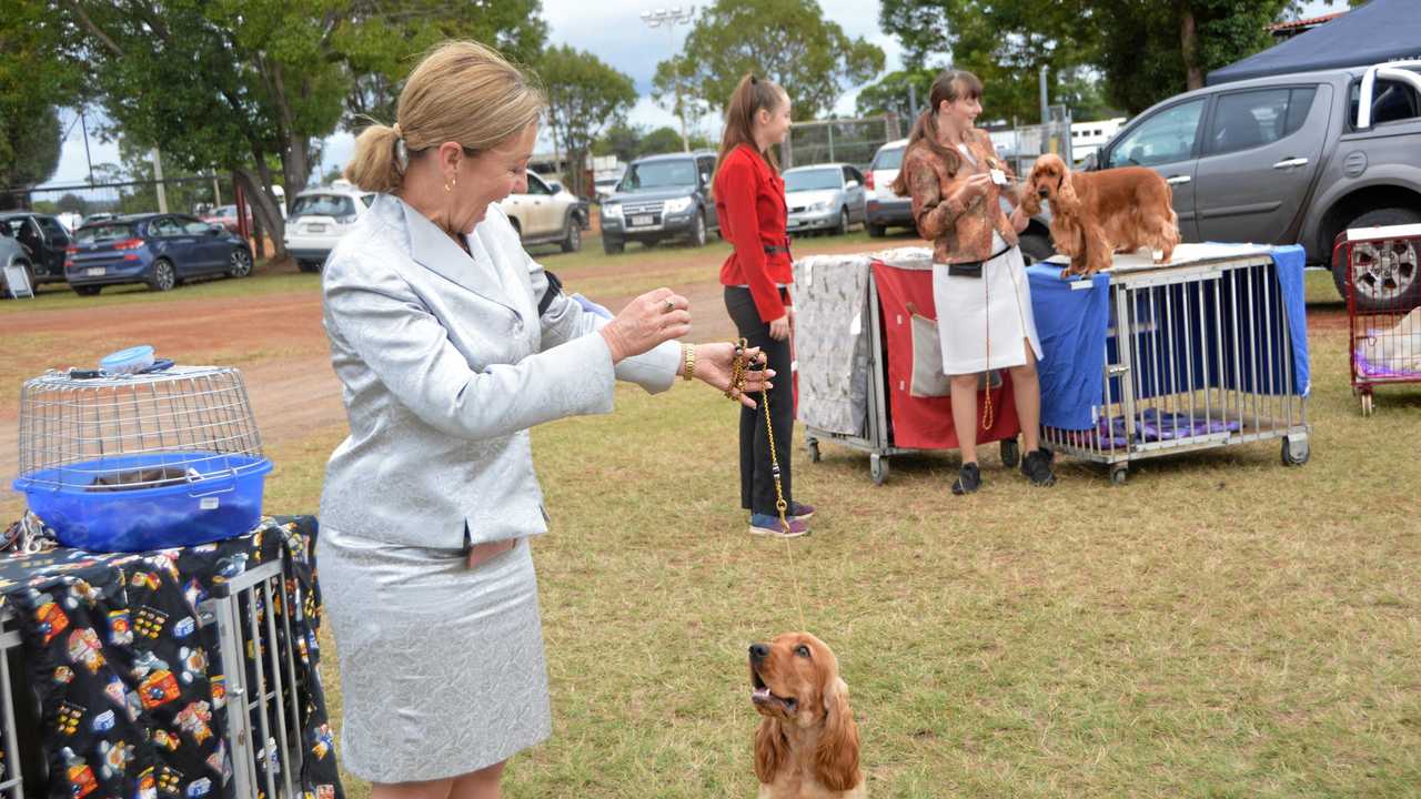 Cocker Spaniels At The Kingaroy Dog Show The Courier Mail