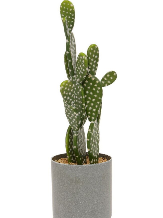 Cactus.