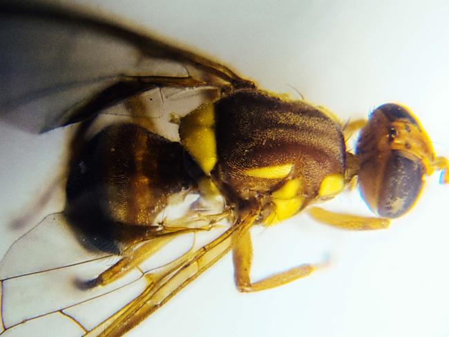 A Queensland fruit fly at high magnification under a microscope. Credit: Go Micro