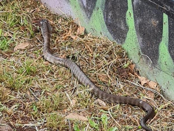 A woman taking her dog out on a walk has spotted a large snake slithering past. Source: Facebook