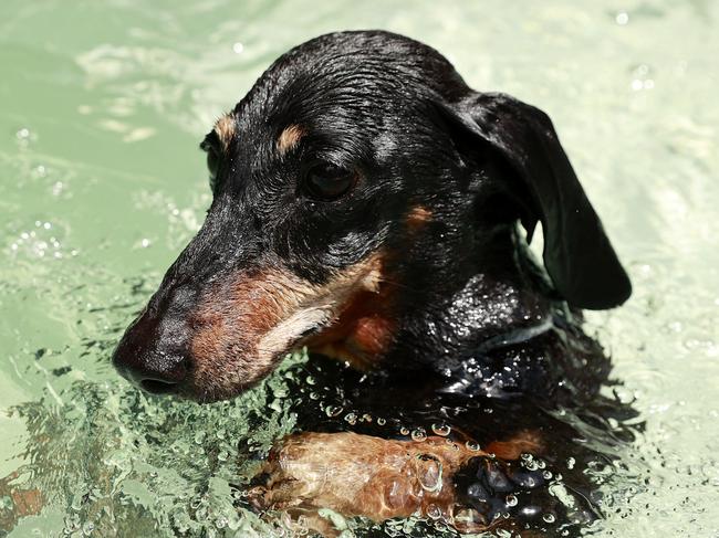 WEEKEND TELEGRAPHS SPECIAL. JANUARY 24, 2023. PLEASE CONTACT WEEKEND PIC EDITOR JEFF DARMANIN BEFORE PUBLISHING.Pictured at home in North Narrabeen today is Frederick the Dachshund, who has gone viral on tiktok for his love of swimming in his spa. Picture: Tim Hunter.