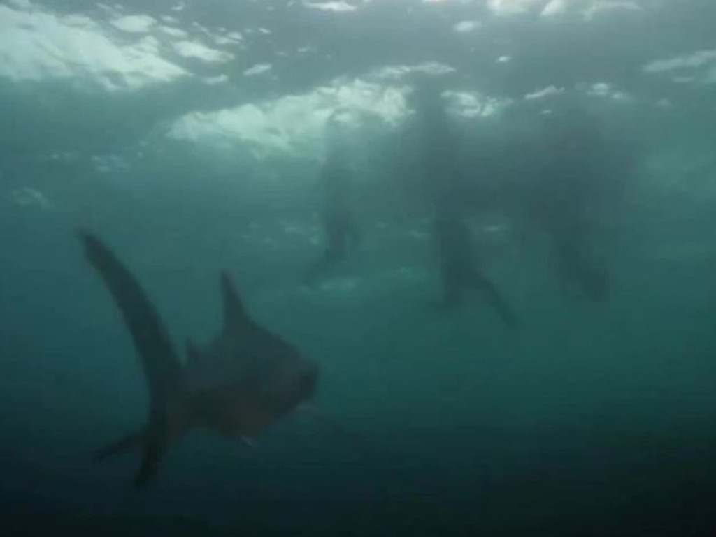 Sharks descended from kilometres away. Picture: Discovery Channel