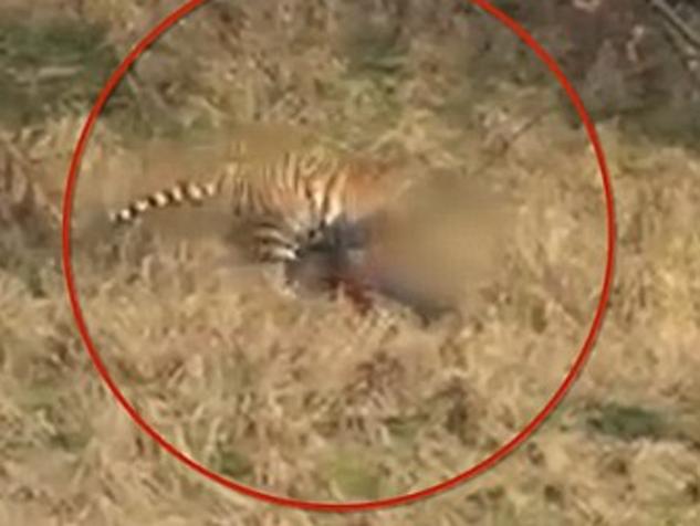 Tigers fatally maul man at China zoo. Picture: CGTN