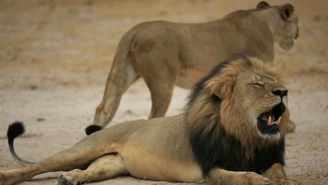 (FILES) - This handout picture taken on October 21, 2012 and released on July 28, 2015 by the Zimbabwe National Parks agency shows a much-loved Zimbabwean lion called "Cecil." US authorities launched an investigation on July 31, 2015 into the killing of the lion, as the American dentist who hunted the big cat remained in hiding amid mounting global outrage. Trophy hunter Walter Palmer killed Cecil the lion earlier this month after the feline was allegedly lured out of the Hwange National Park boundaries with a dead animal as bait. The professional Zimbabwean hunter who organized the hunt has been charged in Zimbabwe with "failing to prevent an illegal hunt." AFP PHOTO / ZIMBABWE NATIONAL PARKS ==RESTRICTED TO EDITORIAL USE - MANDATORY CREDIT "AFP PHOTO / ZIMBABWE NATIONAL PARKS" - NO MARKETING NO ADVERTISING CAMPAIGNS - DISTRIBUTED AS A SERVICE TO CLIENTS==