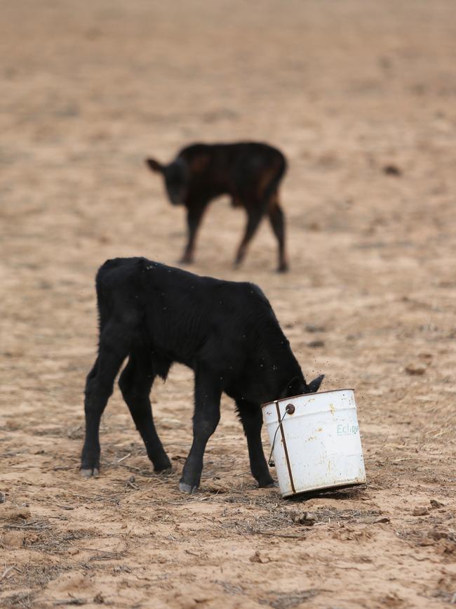 Narromine farmer Chris Walsh has lost too many breeding cows to the drought in the last month. Picture: Peter Lorimer