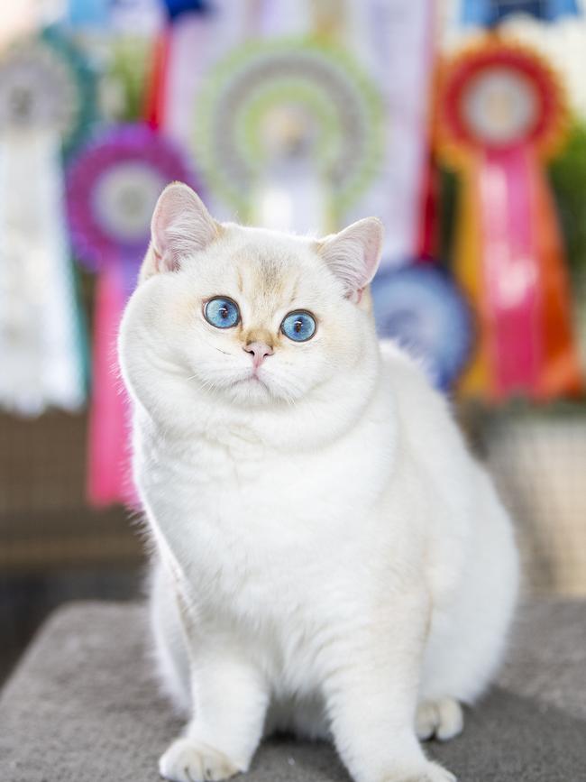 Taylor with his prize ribbons. Picture: Mark Brake