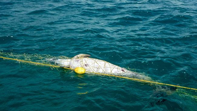 A dolphin caught in a shark net. Picture: Sea Shepherd