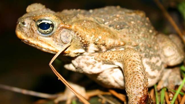 The 1984 Northern Territory Cabinet records were released today. Cane Toad.