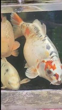 Meet Bob, the fish with a 'human face'