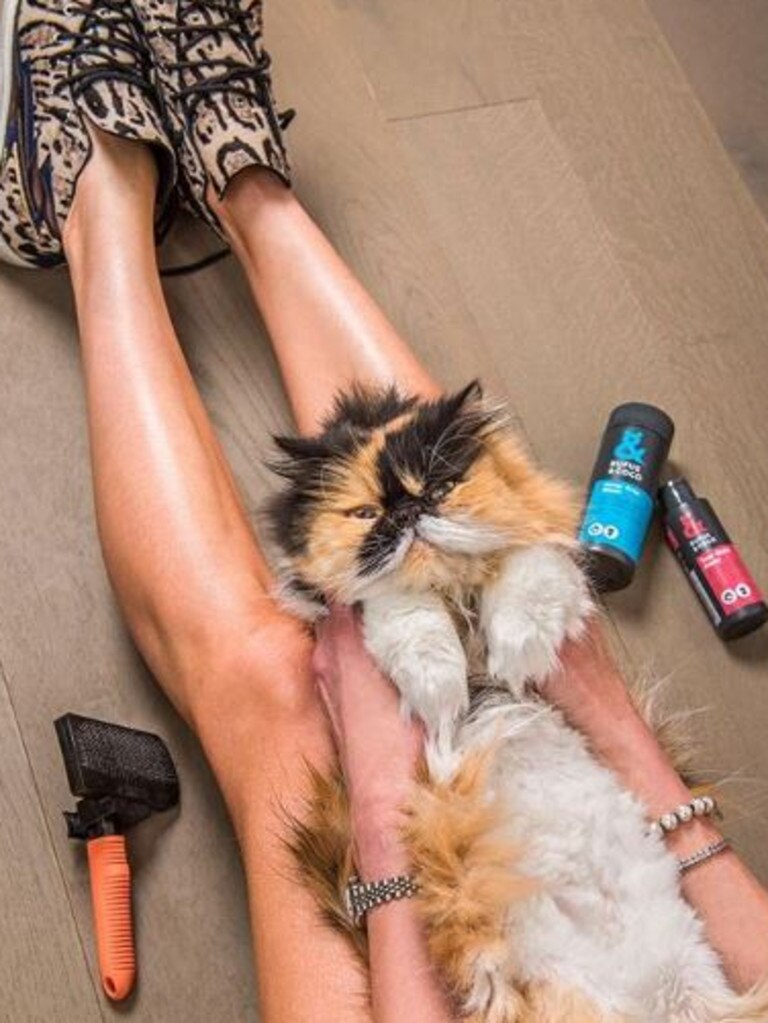 Check your sassy kitty in for a bath, blow-dry and pedicure at Rufus and Coco. Source: Instagram/rufusandcoco