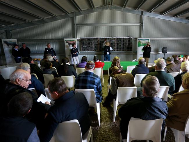 70 bulls were up for auction via the Helmsman auction system at the Paringa spring bull sale. Picture: Andy Rogers