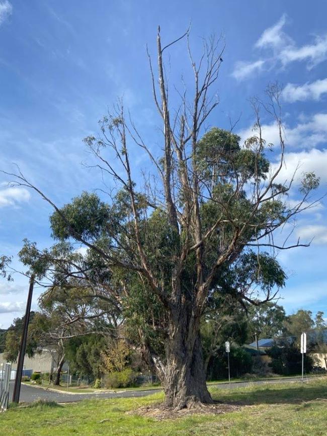 One of the Tasmanian blue gums that was removed from Moon Hill Reserve, Mount Barker. Source: Mount Barker Council