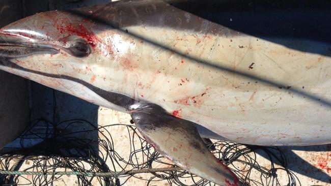 A photograph obtained under freedom of information laws shows a dead dolphin found caught in a shark net off a Sydney beach. Picture: Humane Society International (Australia)