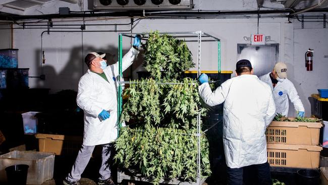 Workers hang up cannabis plants at the Autumn Brands licensed cannabis cultivator farm in California. Picture: Roger Kisby / The Wall Street Journal